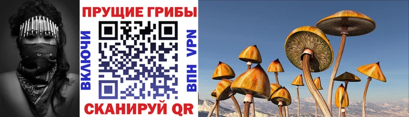 OMG как войти Давлеканово Псилоцибиновые грибы MAGIC MUSHROOMS